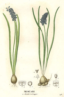 Liliaceae - Muscari botryoides.jpg