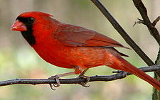 Northern Cardinal Male-27527-4.jpg