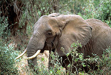 African elephant.jpg
