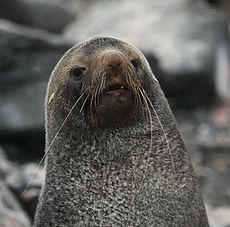Antarctic Fur Seal at Point Wild, Elephant Island.jpg