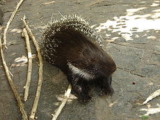 Brush tailed porcupine Berlin Zoo.jpg
