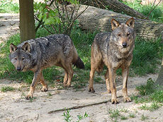 Canis lupus signatus (Kerkrade Zoo) 20.jpg