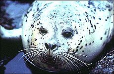 Common seal.jpg