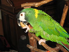 Golden-collared Macaw 041.jpg