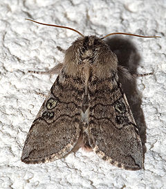 Achlya flavicornis01.jpg