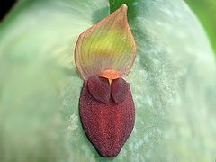Acronia gargantua.jpg