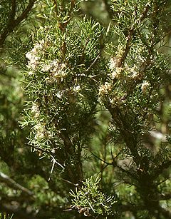 Adesmia pinifolia 2.jpg