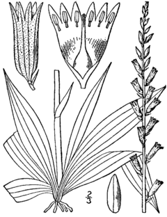Aletris farinosa drawing.png