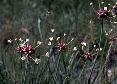 Allium canadense.jpg