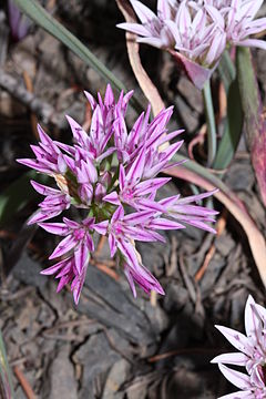 Allium crenulatum 5224.JPG