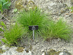 Allium cyaneum - Botanischer Garten Freiburg - DSC06432.jpg
