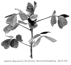 Amicia zygomeris vMH153.jpg