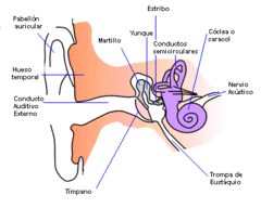 Anatomia oido humano.png