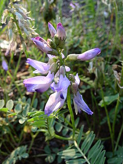 Astragalus alpinus inflorescence 2 AB.jpg