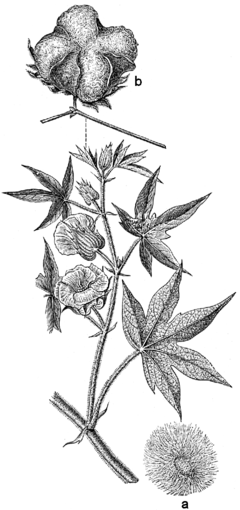 Beklädnadsväxter, Gossypium herbaceum, Nordisk familjebok.png