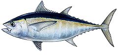 Blackfin tuna, Duane Raver Jr.jpg