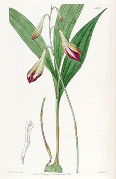 Bletia purpurata (as Crybe rosea) - Edwards vol 22 pl 1872 (1836).jpg