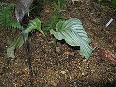 Calathea rotundifolia1.jpg