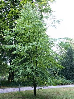 Cercidiphyllum japonicum tree august.jpg