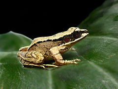 Chinese concave-eared torrent frog.jpg