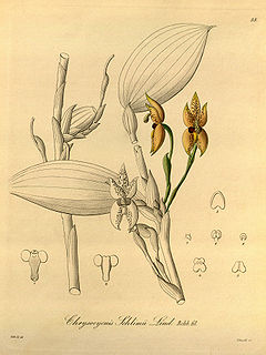Chrysocycnis schlimii - Xenia vol 1 pl 55 (1858).jpg