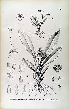 Cochleanthes (=Warszewiczella) flabelliformis.jpg