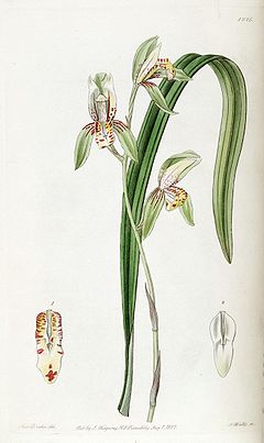 Cymbidium ensifolium (as Cymbidium ensifolium var. estriatum) - Edwards vol 23 pl 1976 (1837).jpg