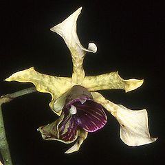 Dendrobium atroviolaceum Orchi 15.jpg