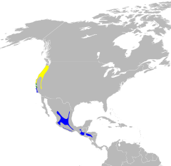 Dendroica occidentalis map.svg