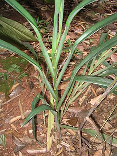 Dianella ensifolia - base de la plante.JPG