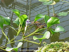 Eichhornia azurea2.jpg