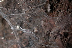 Euagrus spiderlings (Marshal Hedin).jpg