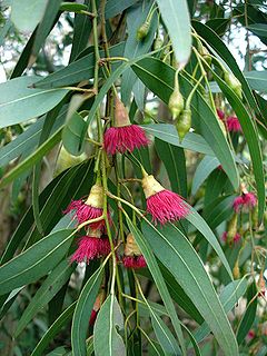 Eucalyptus leucoxylon1.jpg