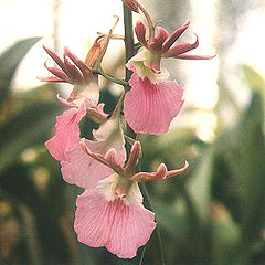 Eulophia-guineensis.jpg