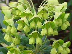 Euphorbia characias13.jpg