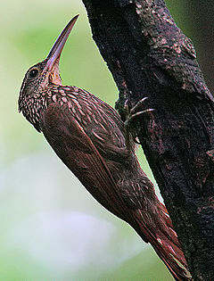 Flickr - Rainbirder - Ivory-billed Woodcreeper (Xiphorhynchus flavigaster).jpg