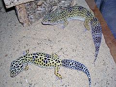 Geckos léopards adultes.jpg