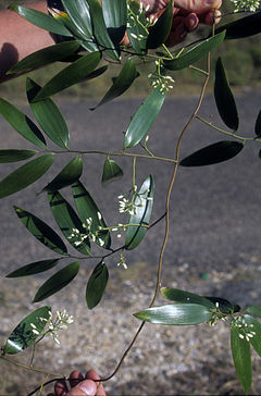 Geitonoplesium cymosum (scott.zona).jpg