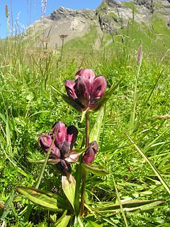 Gentiana purpurea Swiss.jpg
