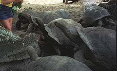Giant tortoise (js).jpg