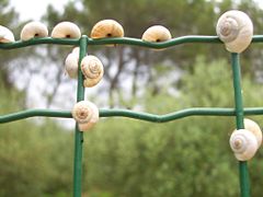 Glanum-snail-climb-fence-5767.jpg