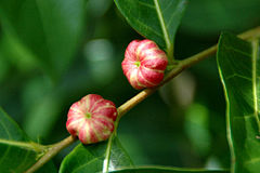 Glochidion ferdinandi fruit.jpg
