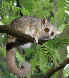 Gray Mouse Lemur 1.JPG