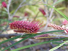 Grevillea aspleniifolia 03.jpg