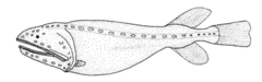 Gyrinomimus grahami (no common name).gif