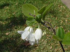 Halesia diptera0.jpg