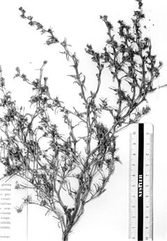 Halothamnus iliensis, herbarium sheet.jpg