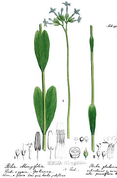 Helia oblongifolia-Martius.jpg