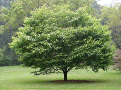Hornbeam Maple Acer carpinifolium Tree 3264px.jpg