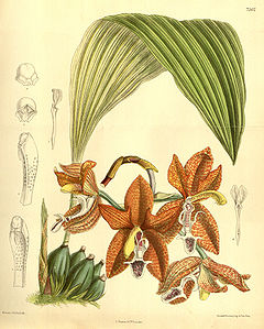 Houlletia tigrina (as Houlletia landsbergii) - Curtis' 120 (Ser. 3 no. 50) pl. 7362 (1894).jpg